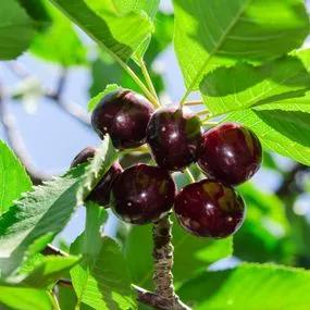 Cherry Tree - Kordia (Prunus avium 'Kordia') 3